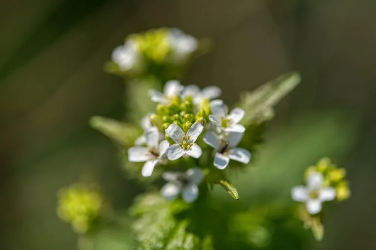 histamin alergie